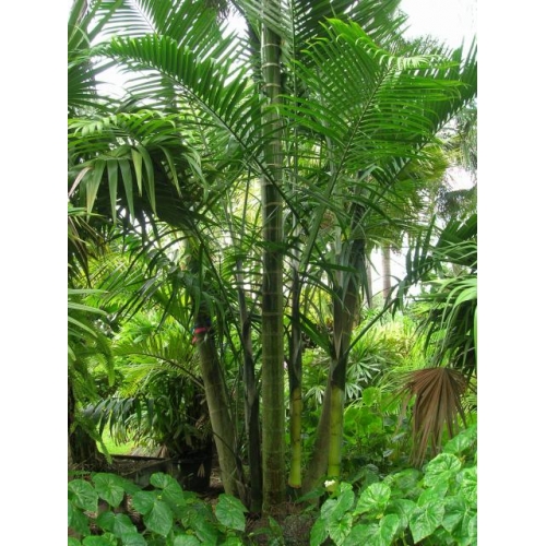 Cabada Palm 30G [Chrysalidocarpus cabadae]